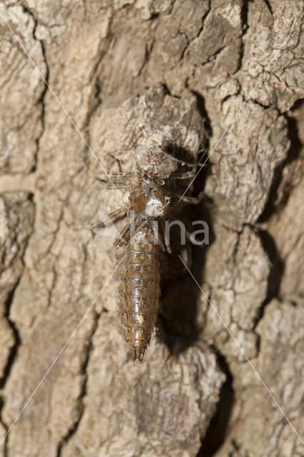 Boyeria cretensis (rode lijst  IUCN