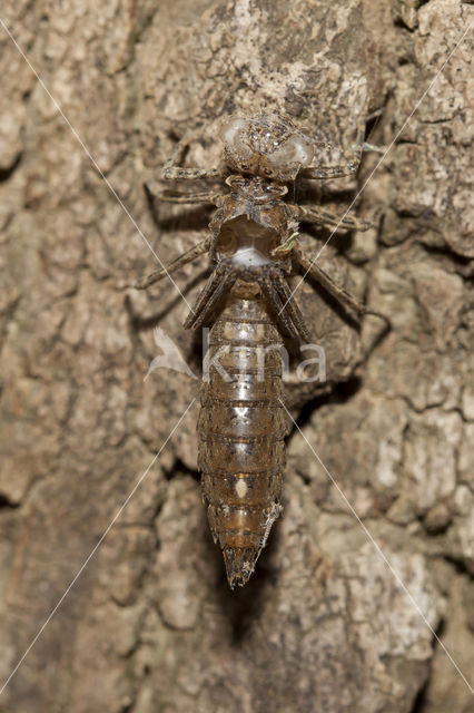 Boyeria cretensis (IUCN red list