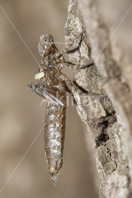 Boyeria cretensis (rode lijst  IUCN