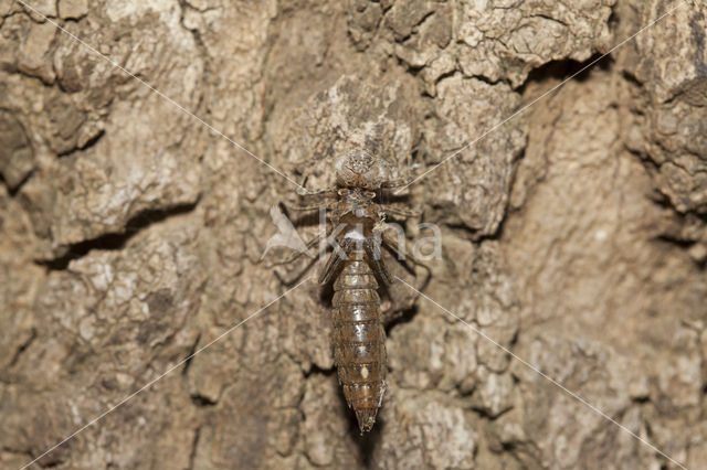 Boyeria cretensis (rode lijst  IUCN