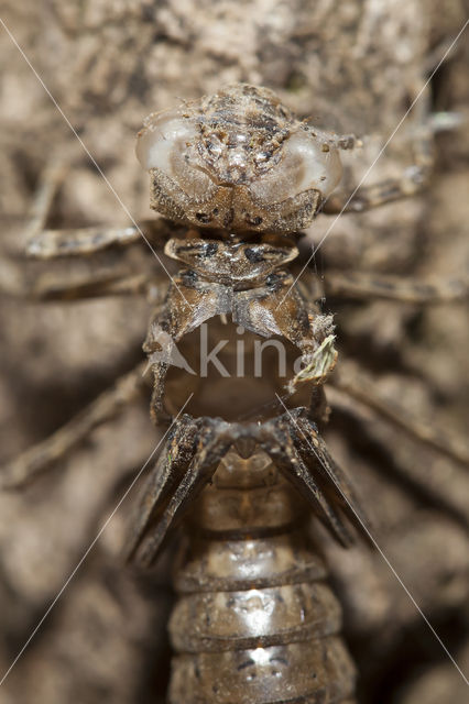 Boyeria cretensis (rode lijst  IUCN