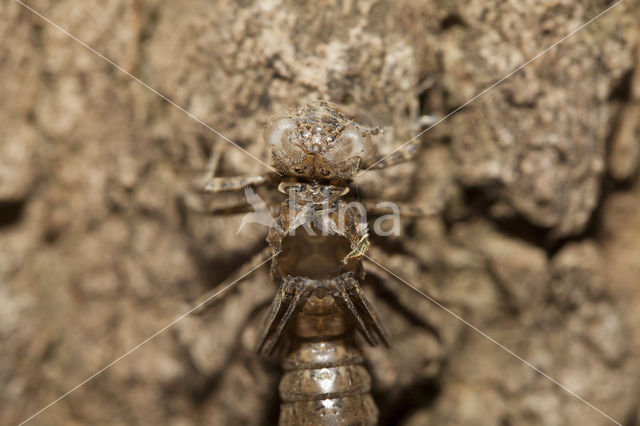 Boyeria cretensis (IUCN red list