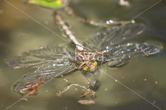 Boyeria cretensis (rode lijst  IUCN