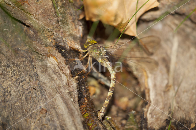 Boyeria cretensis (IUCN red list