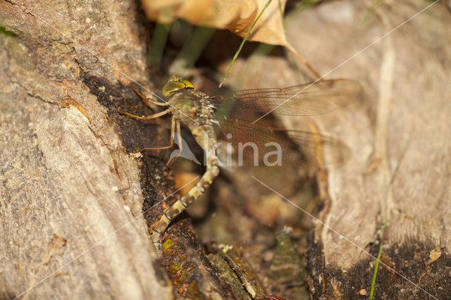 Boyeria cretensis (rode lijst  IUCN