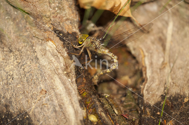 Boyeria cretensis (rode lijst  IUCN