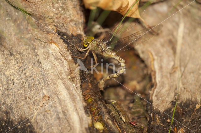 Boyeria cretensis (IUCN red list