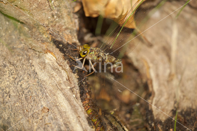 Boyeria cretensis (rode lijst  IUCN