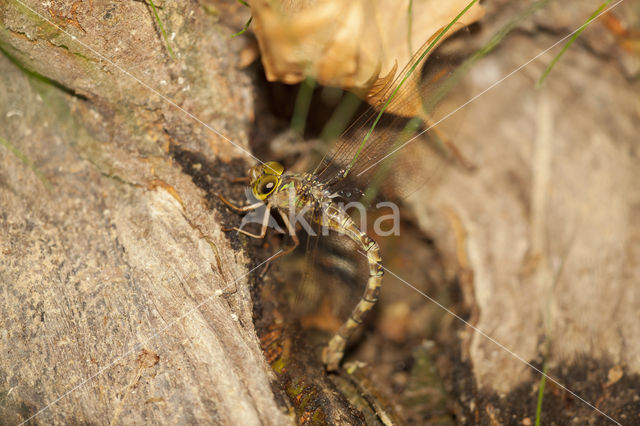 Boyeria cretensis (rode lijst  IUCN