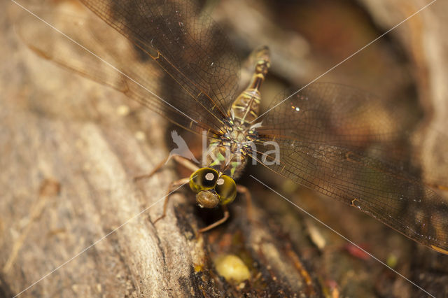 Boyeria cretensis (rode lijst  IUCN