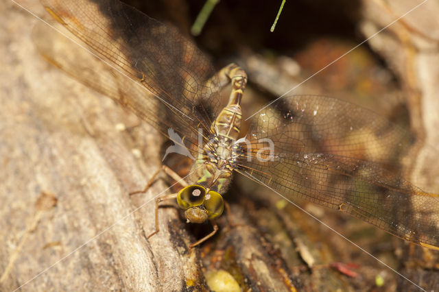 Boyeria cretensis (rode lijst  IUCN