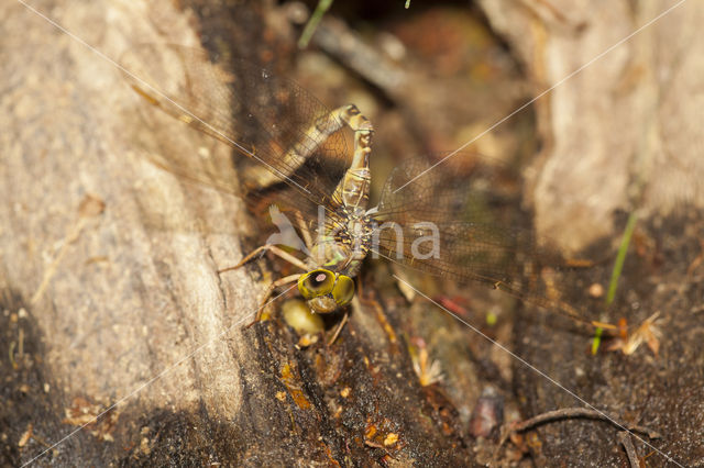 Boyeria cretensis (rode lijst  IUCN