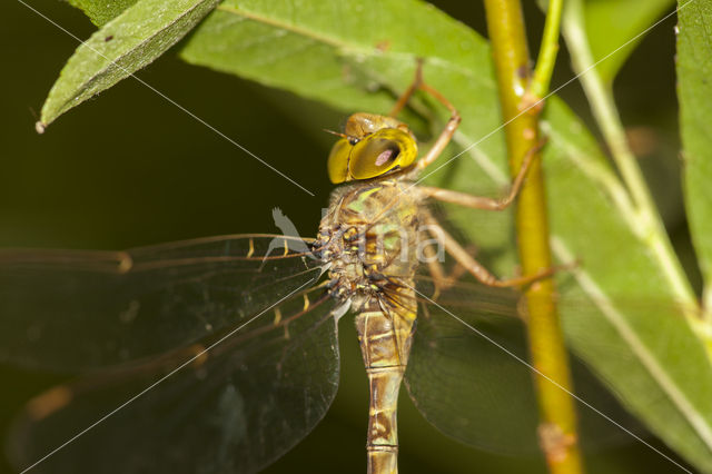 Boyeria cretensis (IUCN red list