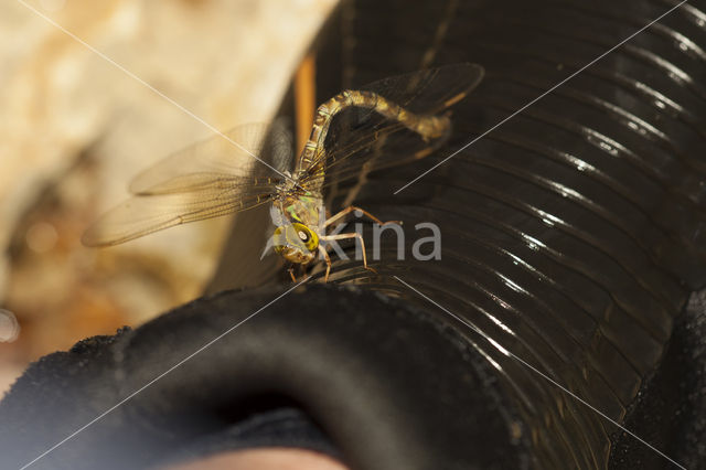 Boyeria cretensis (IUCN red list