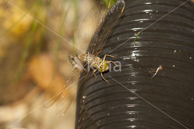 Boyeria cretensis (IUCN red list