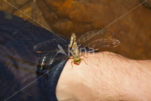 Boyeria cretensis (rode lijst  IUCN