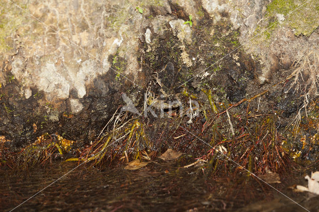 Boyeria cretensis (IUCN red list