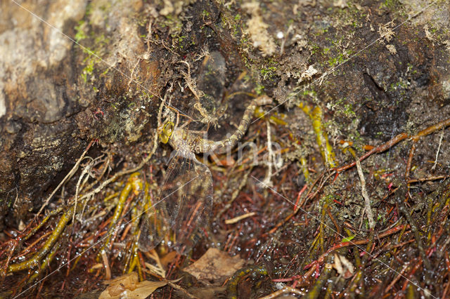 Boyeria cretensis (IUCN red list