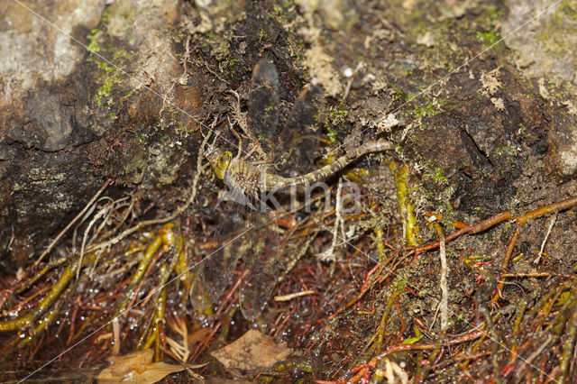 Boyeria cretensis (IUCN red list