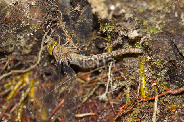 Boyeria cretensis (rode lijst  IUCN