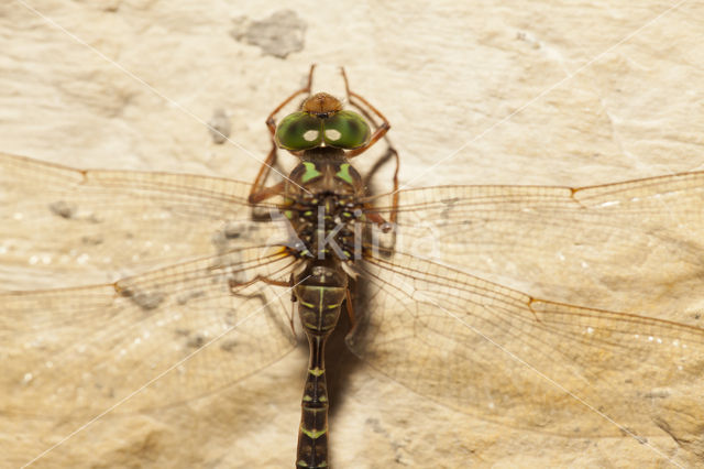 Boyeria cretensis (rode lijst  IUCN