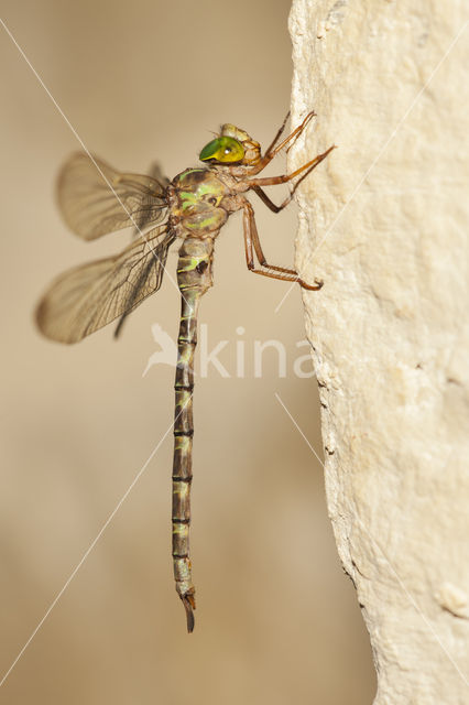 Boyeria cretensis (rode lijst  IUCN