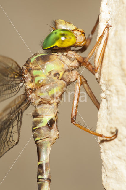 Boyeria cretensis (rode lijst  IUCN