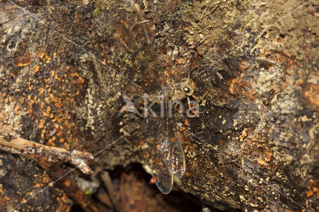 Boyeria cretensis (IUCN red list