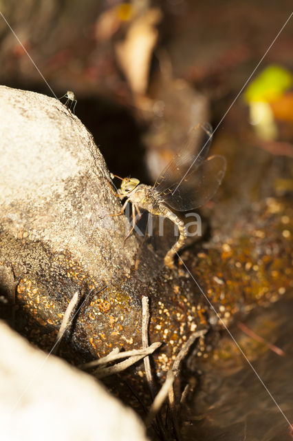 Boyeria cretensis (rode lijst  IUCN