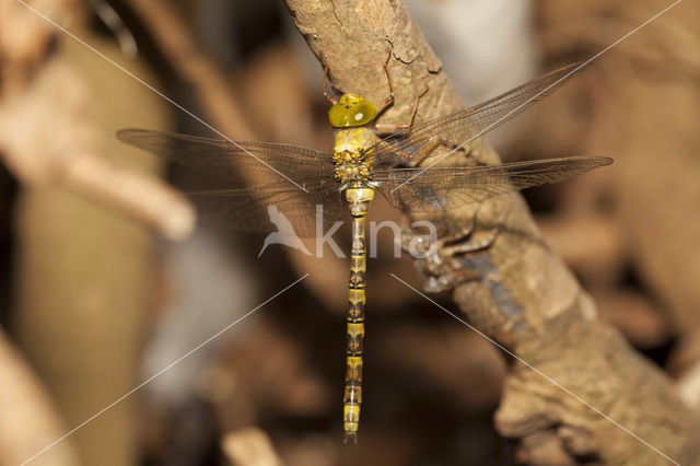 Boyeria cretensis (rode lijst  IUCN