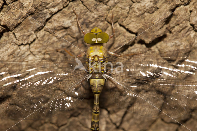 Boyeria cretensis (rode lijst  IUCN