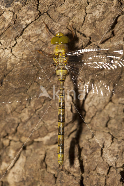 Boyeria cretensis (rode lijst  IUCN