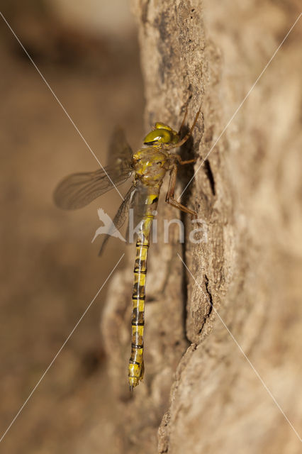 Boyeria cretensis (rode lijst  IUCN