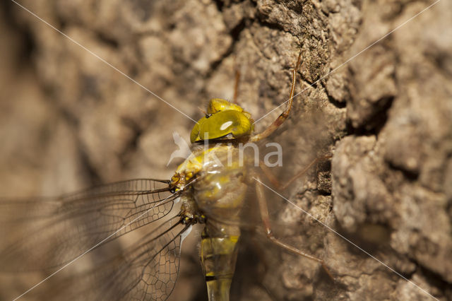 Boyeria cretensis (rode lijst  IUCN