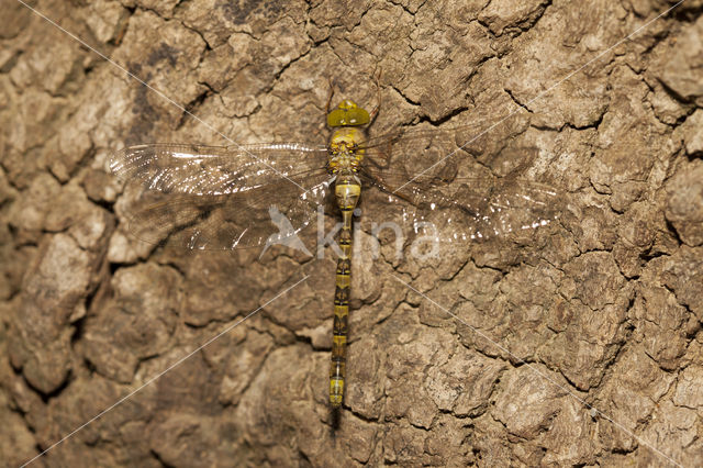 Boyeria cretensis (rode lijst  IUCN