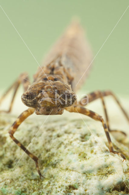 Boyeria cretensis (rode lijst  IUCN