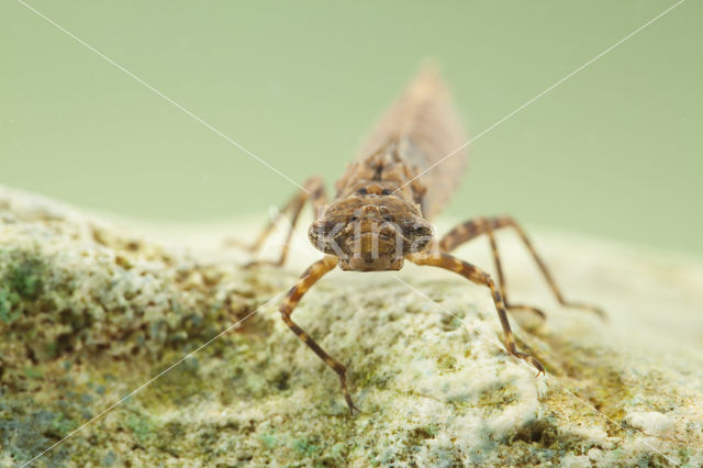 Boyeria cretensis (rode lijst  IUCN