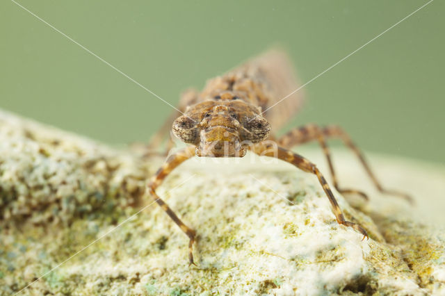 Boyeria cretensis (rode lijst  IUCN