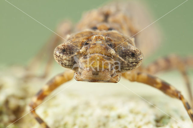 Boyeria cretensis (IUCN red list