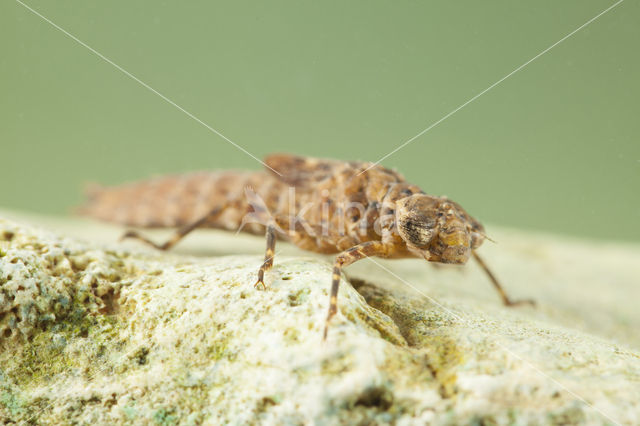 Boyeria cretensis (rode lijst  IUCN