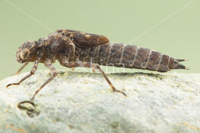 Boyeria cretensis (rode lijst  IUCN