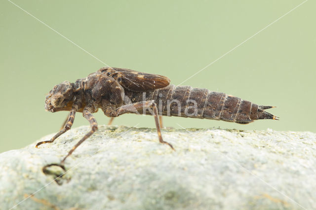 Boyeria cretensis (rode lijst  IUCN