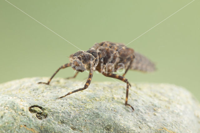 Boyeria cretensis (IUCN red list