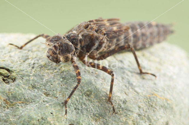 Boyeria cretensis (rode lijst  IUCN