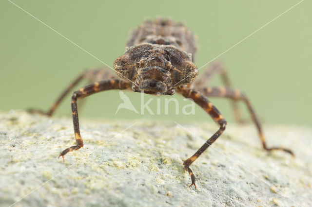 Boyeria cretensis (rode lijst  IUCN