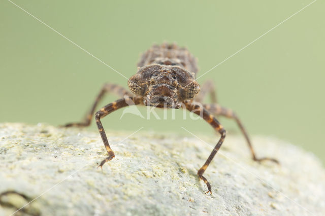 Boyeria cretensis (rode lijst  IUCN