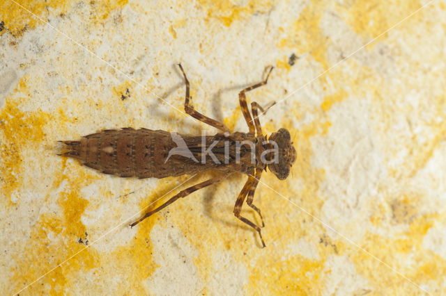 Boyeria cretensis (IUCN red list