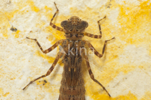 Boyeria cretensis (rode lijst  IUCN