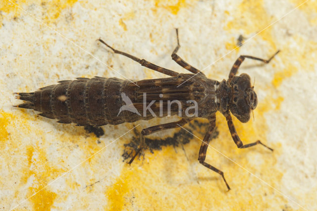 Boyeria cretensis (rode lijst  IUCN