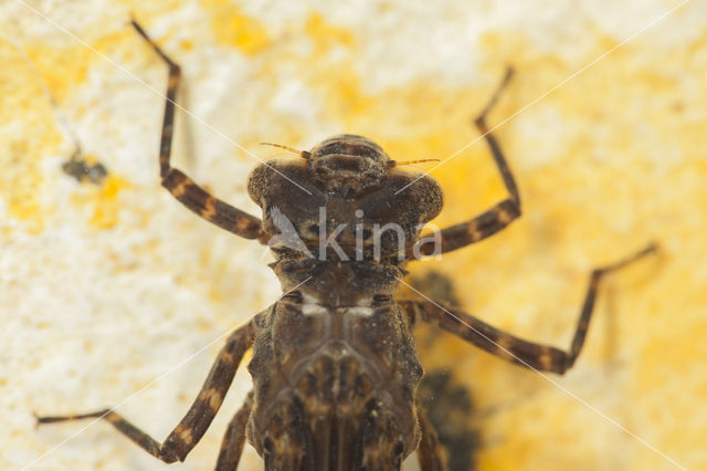 Boyeria cretensis (rode lijst  IUCN